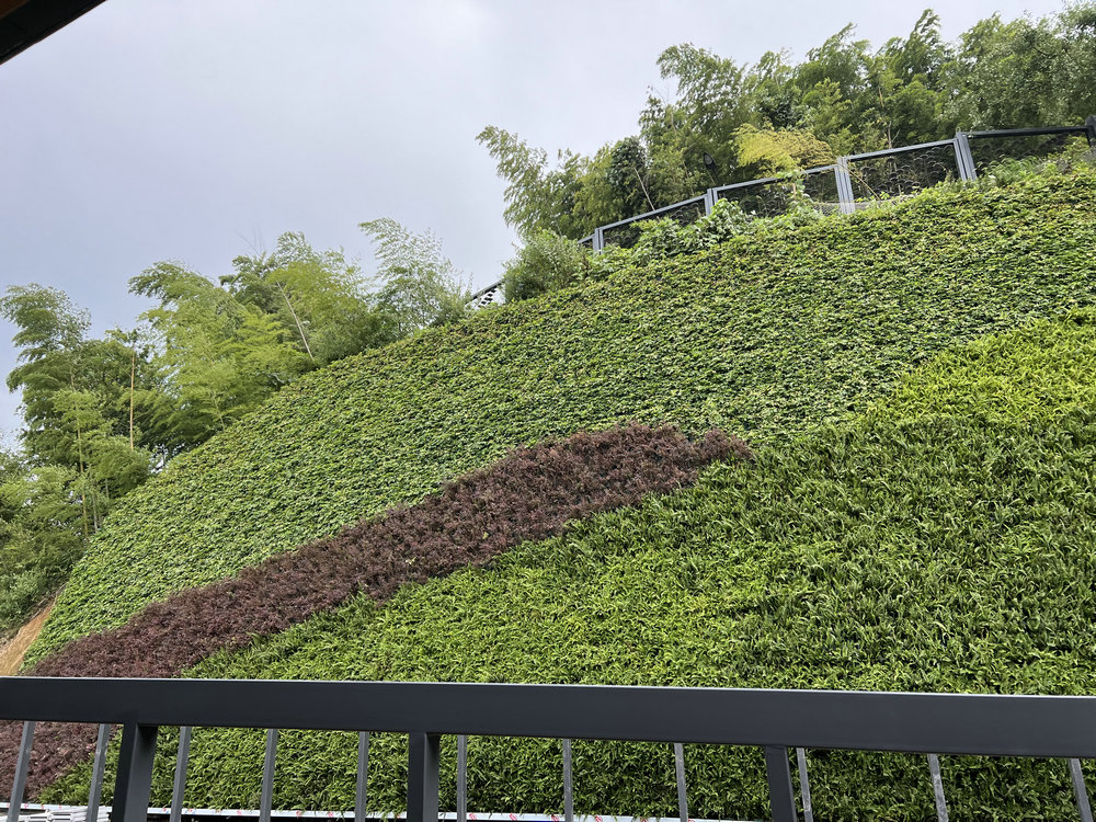 植物墙