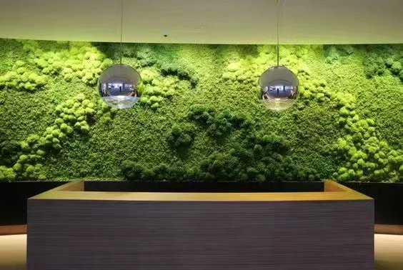 苔藓