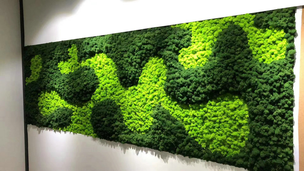 苔藓